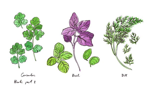 Herbes culinaires, illustrations dessinées à la main isolées sur blanc, partie 2 - Vecteur, image