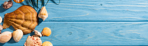 bovenaanzicht van schelpen en palmblad op houten blauwe achtergrond, panoramisch beeld - Foto, afbeelding