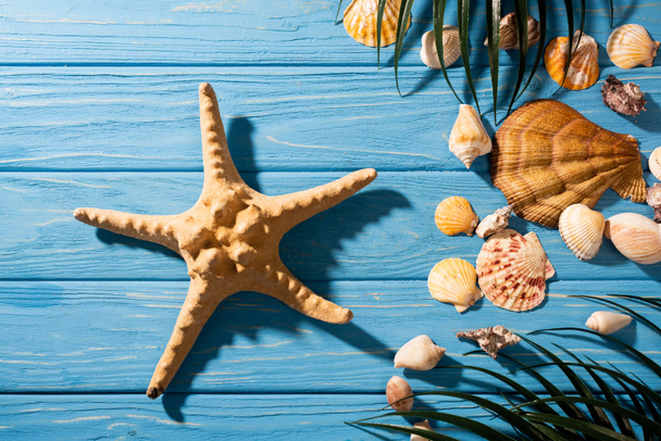 vista superior de estrellas de mar, conchas marinas y hojas de palma sobre fondo azul de madera
 - Foto, imagen