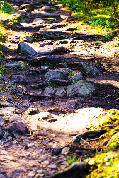 Roots, rocks and muddy hiking trail in the forest. Selective focus - Photo, Image