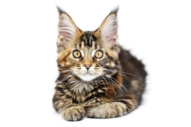 トーキスシェルメイン・カヌーの子猫。白を背景に可愛いメーン・クーン猫。カメの貝殻の色をした少し面白い純血猫。スタジオ撮影、デザインや広告のためにカット. - 写真・画像