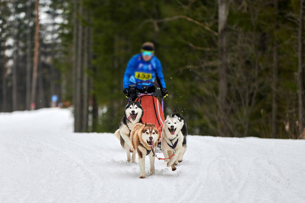 Husky trineo perro de carreras. Invierno perro deporte trineo equipo de competición. Los perros husky siberianos tiran del trineo con musher. Correr activamente en pista de esquí de fondo nevado carretera - Foto, Imagen