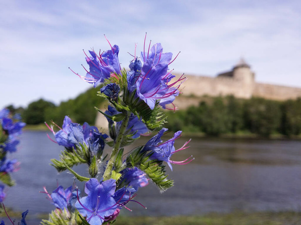 Echium Vulgare на фоне средневековой крепости и реки. - Фото, изображение