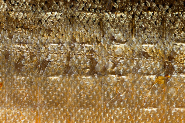 Closeup brilhante escalas salmão peixe como alimento animal fundo textura
 - Foto, Imagem