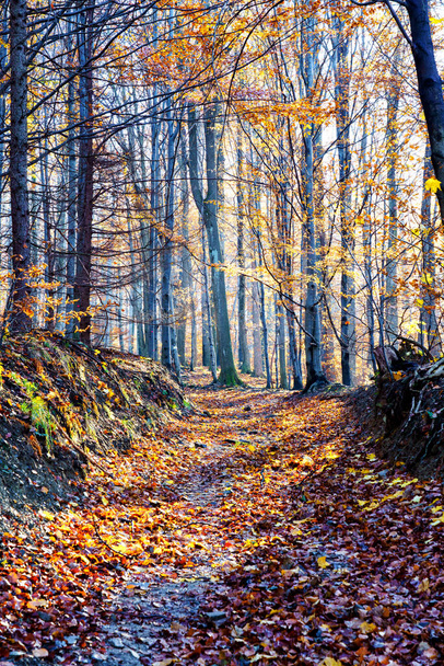 Hiking trail in a bold deciduous forest in autumn - Photo, Image