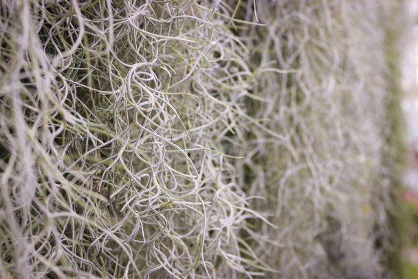 Foto de cerca Tillandsia Usneoides, llamada Moss español
. - Foto, Imagen