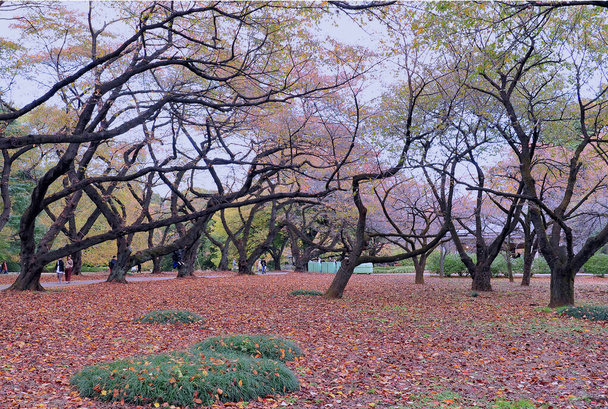Bellissimi cedri e ciliegi nel tradizionale giardino pubblico giapponese a Tokyo. - Foto, immagini