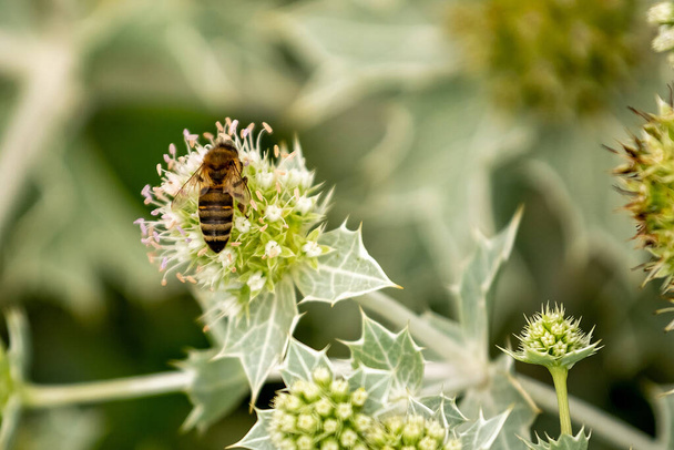 Квітка рослини з шипами, бджола на квітці
 - Фото, зображення