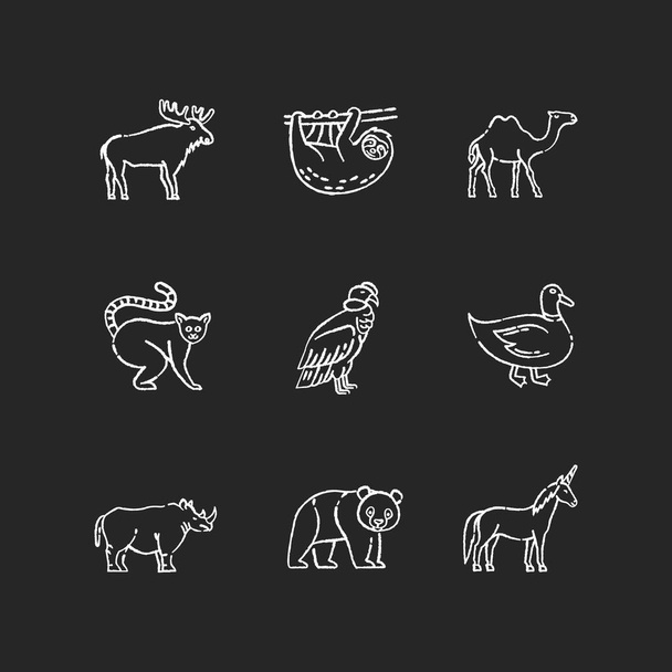 Mammals and birds chalk white icons set on black background. Flying and land animals. Common forest wildlife, tropical fauna and fantasy creatures. Isolated vector chalkboard illustrations - Vektor, obrázek