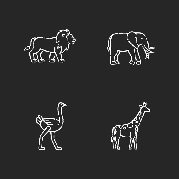 African wildlife chalk white icons set on black background. Exotic fauna, tropical predator and herbivore animals. Lion, elephant, giraffe and ostrich. Isolated vector chalkboard illustrations - Vektori, kuva
