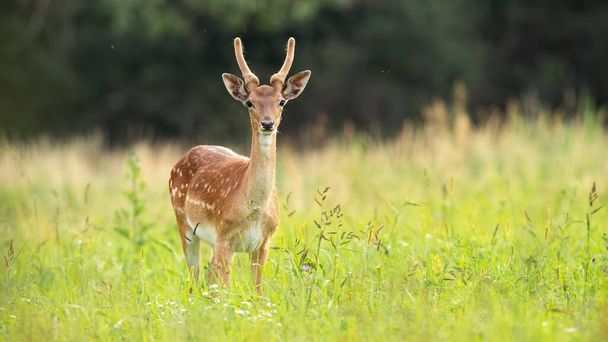 Olgunlaşmamış geyik geyiği yazın çayırda duruyor.. - Fotoğraf, Görsel