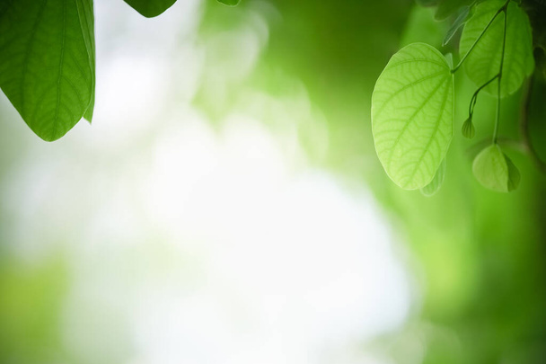 Closeup beautiful attractive nature view of green leaf on blurred greenery background in garden with copy space using as background natural green plants landscape, ecology, fresh wallpaper concept. - 写真・画像
