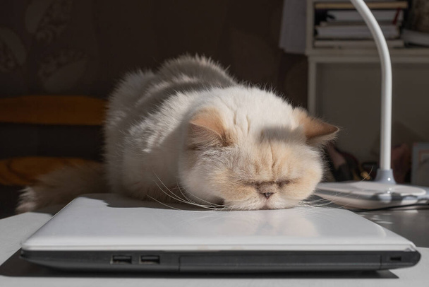Home office. A white desk with a table lamp. Adorable beige domestic cat lit by the sunlight is sleeping cozy on a laptop. The breed is exot, color red point. Digital detox. - Foto, immagini