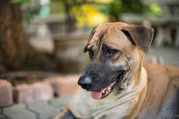 Brauner ausgewachsener Hund mit natürlichem Bokeh. Tage im Leben eines älteren Hundes - Foto, Bild
