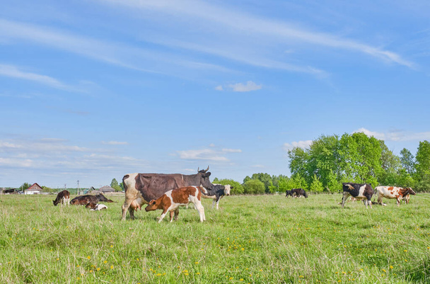 Αγροτικό τοπίο. Ένα κοπάδι αγελάδες που βόσκουν σε βοσκοτόπι μια καλοκαιρινή μέρα. Αντιγραφή χώρου - Φωτογραφία, εικόνα