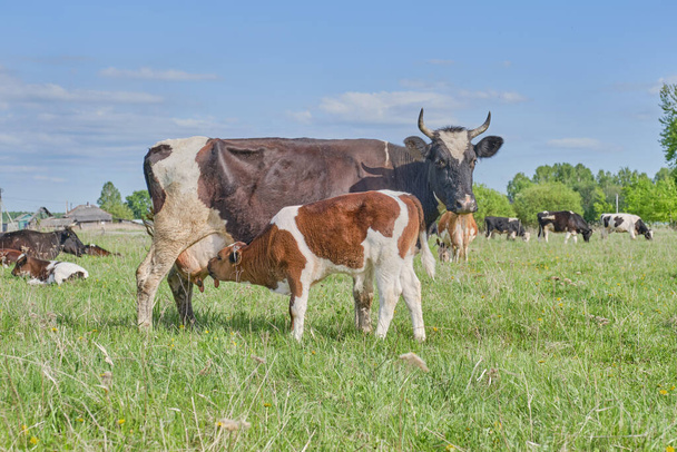 Una manada de vacas pastan en un pasto. El ternero chupa leche del pezón de la ubre de la vaca. De cerca. Copiar espacio
 - Foto, imagen
