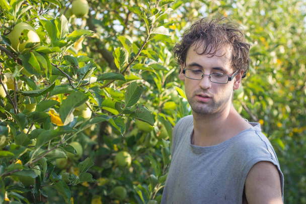 Красивый молодой человек собирает спелые органические яблоки в деревянном ящике в саду или на ферме в осенний день - Фото, изображение
