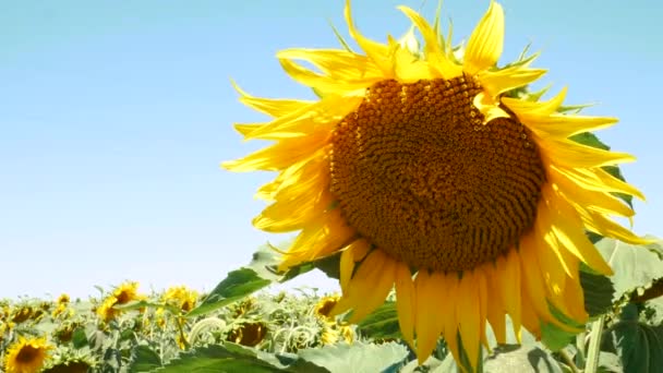 Piękne słoneczniki pole latające pszczoły owady w jasnych promieni słonecznych. Żółte rośliny kwitnące rosnące na tle niebieskiego nieba.Sunflower kołysze się na wietrze. - Materiał filmowy, wideo