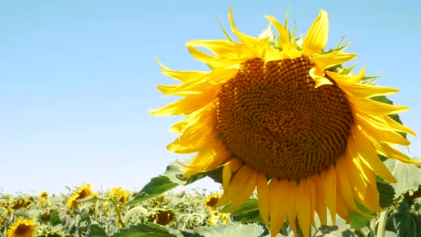 Belos girassóis campo voador abelhas insetos em raios solares brilhantes. Culturas de flores amarelas crescendo amadurecendo no fundo do céu azul. Girassol balança no vento.
 - Filmagem, Vídeo