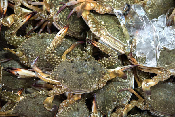 cangrejos vivos en el mercado de pescado de mostrador
 - Foto, Imagen