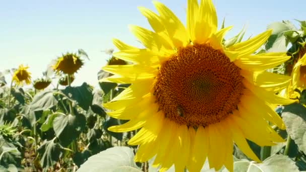 Piękne słoneczniki pole latające pszczoły owady w jasnych promieni słonecznych. Żółte rośliny kwitnące rosnące na tle niebieskiego nieba.Sunflower kołysze się na wietrze. - Materiał filmowy, wideo