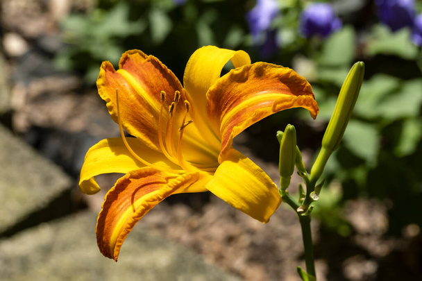 Closeup of a Day Lily Flower odhaluje svůj reprodukční systém pylu a stamens - Fotografie, Obrázek