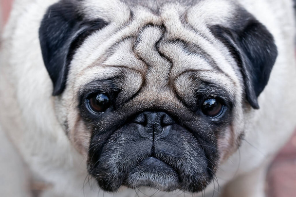 good and beautiful dog pug, muzzle close-up - Фото, изображение
