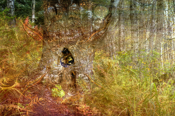 Bosque mágico
 - Foto, imagen