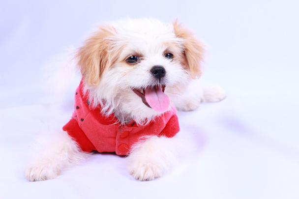 Cachorro caniche blanco con camisa roja. aislado en una espalda blanca
 - Foto, imagen