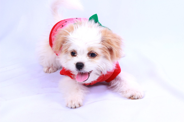 Un cucciolo di barboncino bianco con una camicia rossa. isolato su un dorso bianco
 - Foto, immagini