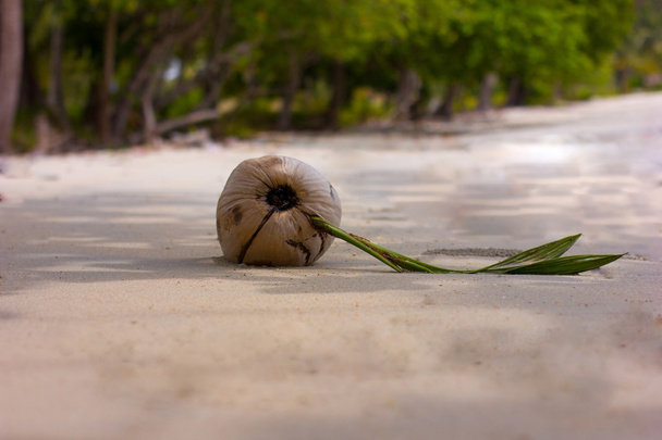 kokos na seashore - Zdjęcie, obraz