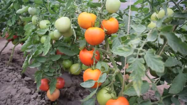 Czerwone i zielone pomidory na krzewie rosną w szklarni - Materiał filmowy, wideo