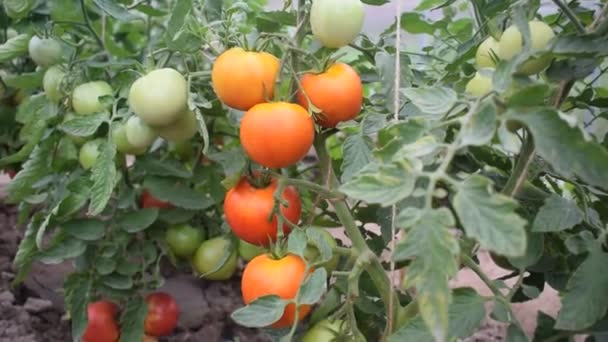 Rote und grüne Tomaten auf einem Busch wachsen in einem Gewächshaus - Filmmaterial, Video