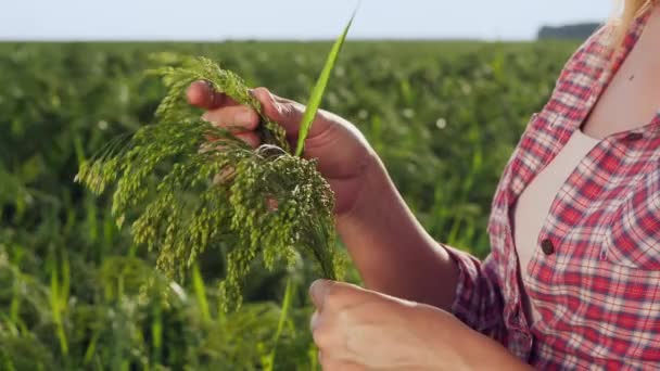 Vrouw onderzoekt rijpende gierst in het veld, close-up handen - Video