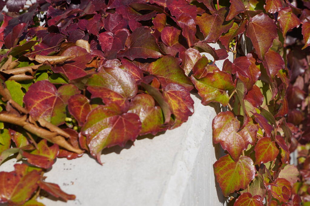 Çerçeve, renkli kırmızı ve yeşil sonbahar yaprakları ve tasarımcılar için bir kopya alanı. Yapraklı sınırlar. Renkler mevsimsel olarak değişir. Sıcak ve kuru sonbahar - Fotoğraf, Görsel