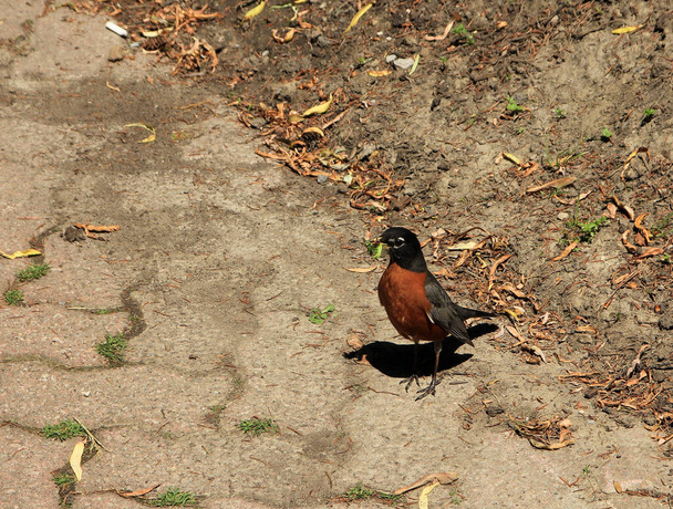 Robin bird sitting on the ground - Фото, изображение
