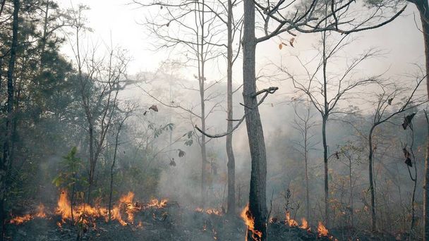 A klímaválság. Nagy láng a nemzeti parkban a száraz évszakban. A raierdei tüzek által okozott erdőpusztítás. - Fotó, kép