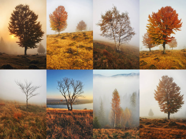 Collage Of Autumn Backgrounds. Tree in the fog - Photo, Image