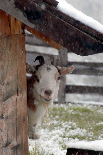 cabra olhando para você por trás de um celeiro em um dia de inverno nevado
 - Foto, Imagem