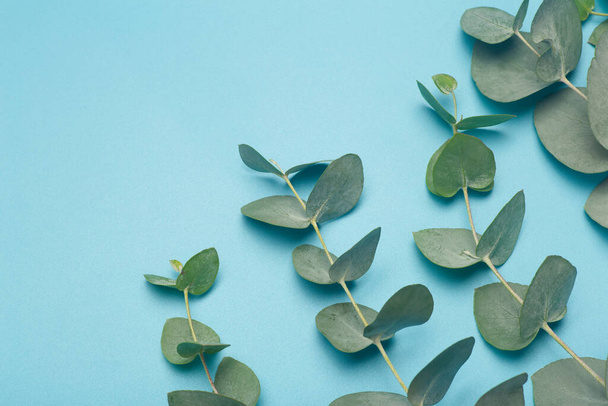 Eucalipto folhas fundo. Folhas e ramos de plantas de eucalipto em um fundo azul limpo. Spa, aromaterapia e cosméticos com óleo essencial de eucalipto - Foto, Imagem