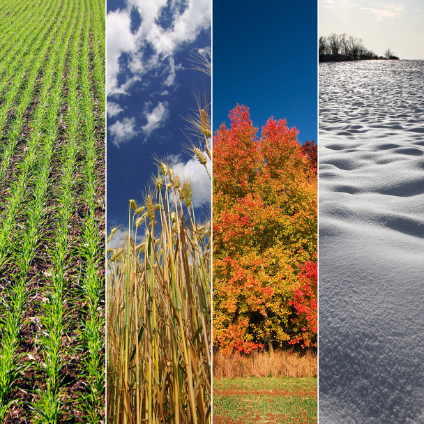 Four season banners - spring, summer, autumn and winter - Photo, Image