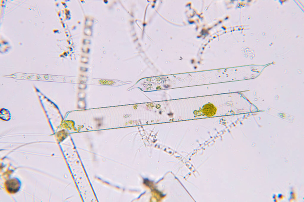 Meerwasserplankton unter dem Mikroskop - Foto, Bild