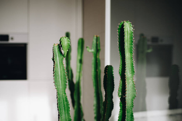 Älykäs käyttö kaktukset tehtaan sisustus olohuone sisustus - Valokuva, kuva