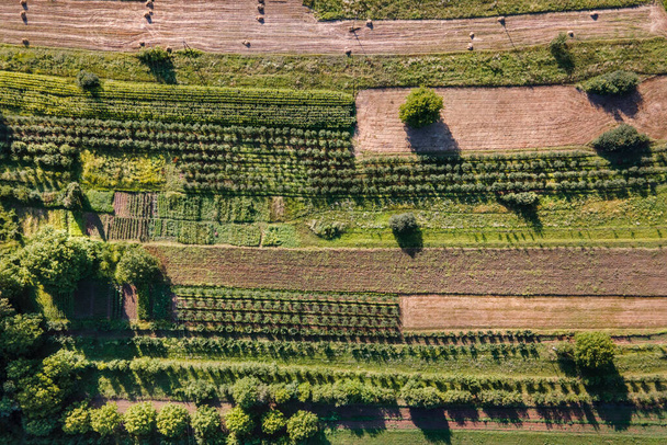Vista aérea de arriba hacia abajo drone foto campo agrícola y árboles - cultivos rurales rurales organizados diferentes patrones de forma - simplicidad libertad concepto de estilo de vida sostenible
 - Foto, Imagen