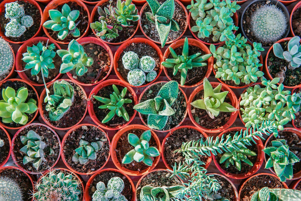 Top view shot van kleine cactus in veel pot voor de kunst en mooie achtergrond. - Foto, afbeelding