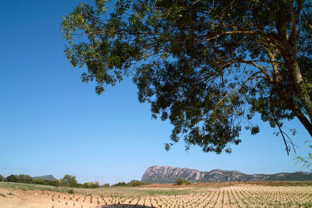 луки, поля та дерева - типовий пейзаж у провансі (Франція).) - Фото, зображення