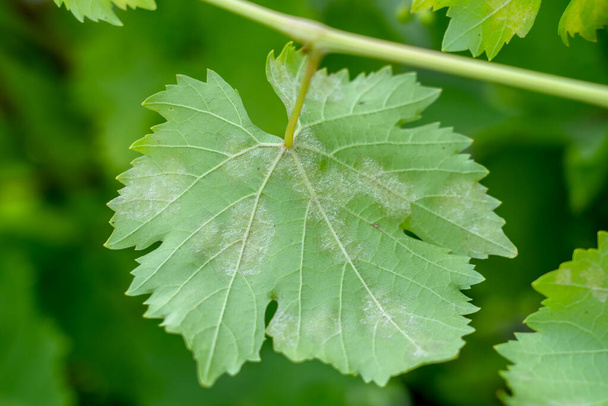 uma doença fúngica de oídio caído em uvas, as folhas afetadas
 - Foto, Imagem