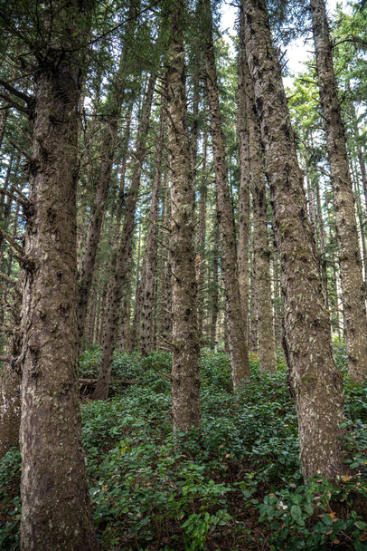 Conifer Forest Trees in Coastal Oregon - Фото, изображение