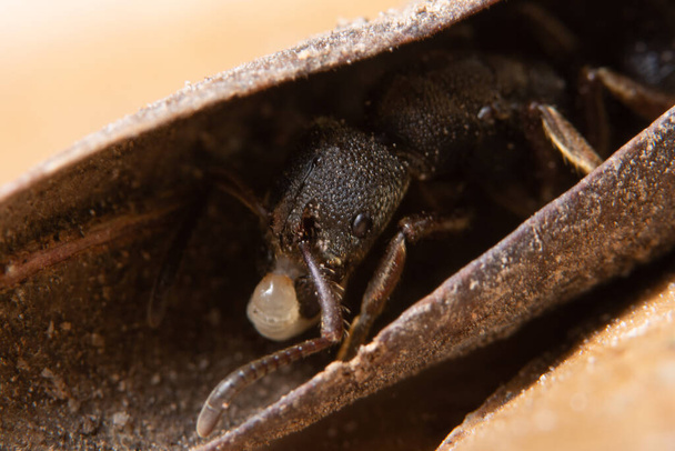 Чорна мурашка на листочку. - Фото, зображення