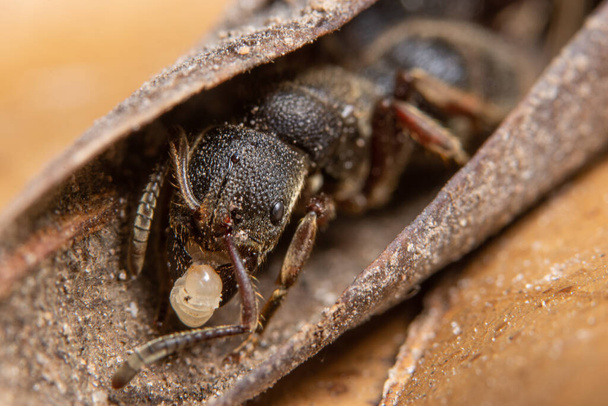 Kahverengi yapraklı siyah Macro karınca - Fotoğraf, Görsel